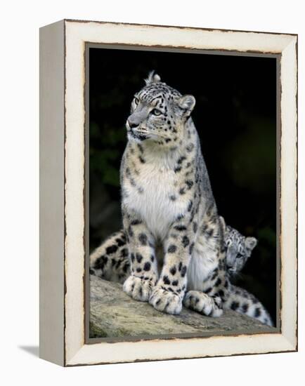Snow Leopard, Uncia Uncia, Panthera Uncia, Nepal-Andres Morya Hinojosa-Framed Premier Image Canvas
