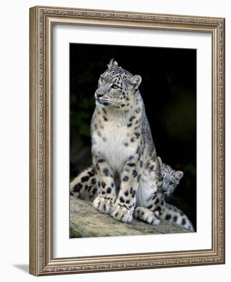 Snow Leopard, Uncia Uncia, Panthera Uncia, Nepal-Andres Morya Hinojosa-Framed Photographic Print