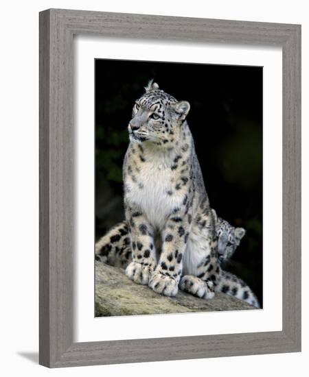 Snow Leopard, Uncia Uncia, Panthera Uncia, Nepal-Andres Morya Hinojosa-Framed Photographic Print