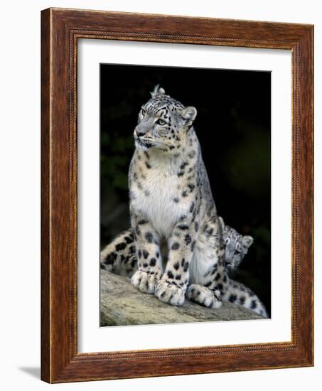 Snow Leopard, Uncia Uncia, Panthera Uncia, Nepal-Andres Morya Hinojosa-Framed Photographic Print