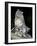 Snow Leopard, Uncia Uncia, Panthera Uncia, Nepal-Andres Morya Hinojosa-Framed Photographic Print