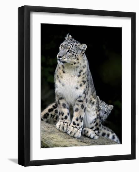 Snow Leopard, Uncia Uncia, Panthera Uncia, Nepal-Andres Morya Hinojosa-Framed Photographic Print