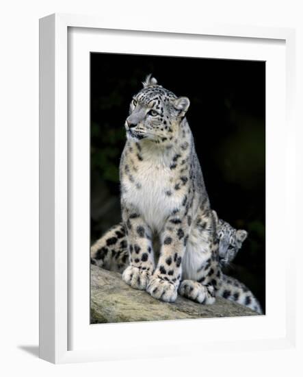 Snow Leopard, Uncia Uncia, Panthera Uncia, Nepal-Andres Morya Hinojosa-Framed Photographic Print