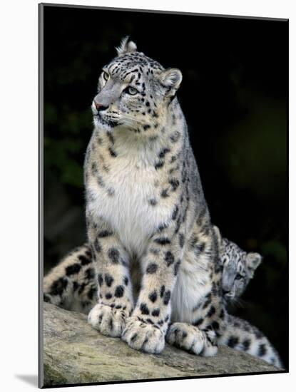 Snow Leopard, Uncia Uncia, Panthera Uncia, Nepal-Andres Morya Hinojosa-Mounted Photographic Print