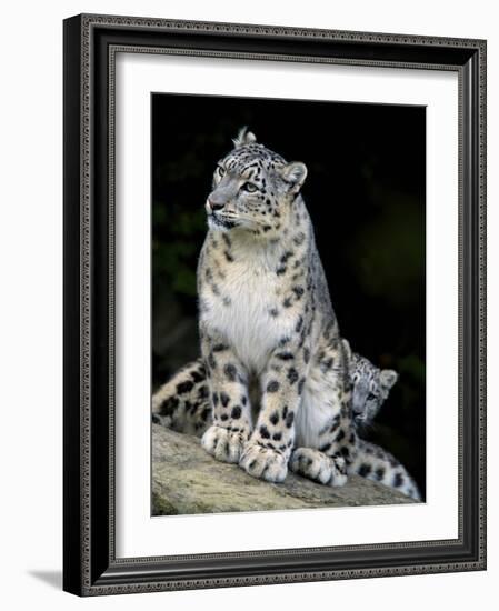 Snow Leopard, Uncia Uncia, Panthera Uncia, Nepal-Andres Morya Hinojosa-Framed Photographic Print