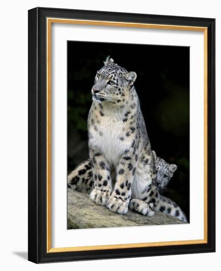 Snow Leopard, Uncia Uncia, Panthera Uncia, Nepal-Andres Morya Hinojosa-Framed Photographic Print