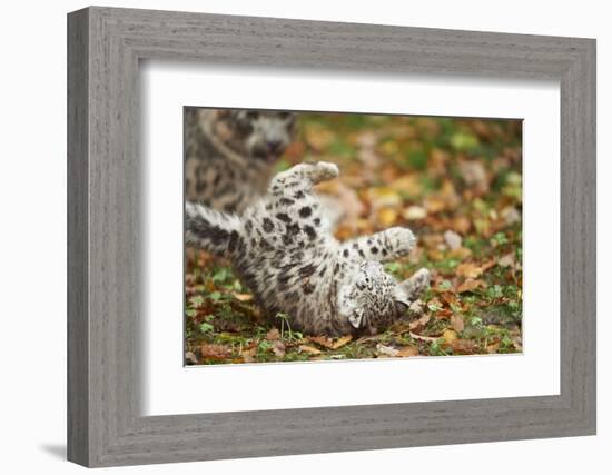 Snow Leopard, Uncia Uncia, Young Animal, Falling, Foliage-David & Micha Sheldon-Framed Photographic Print