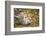 Snow Leopard, Uncia Uncia, Young Animal, Falling, Foliage-David & Micha Sheldon-Framed Photographic Print