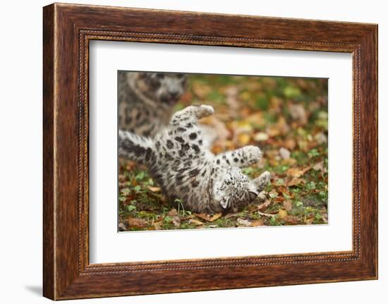 Snow Leopard, Uncia Uncia, Young Animal, Falling, Foliage-David & Micha Sheldon-Framed Photographic Print