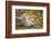 Snow Leopard, Uncia Uncia, Young Animal, Falling, Foliage-David & Micha Sheldon-Framed Photographic Print