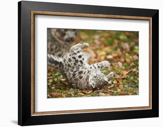 Snow Leopard, Uncia Uncia, Young Animal, Falling, Foliage-David & Micha Sheldon-Framed Photographic Print