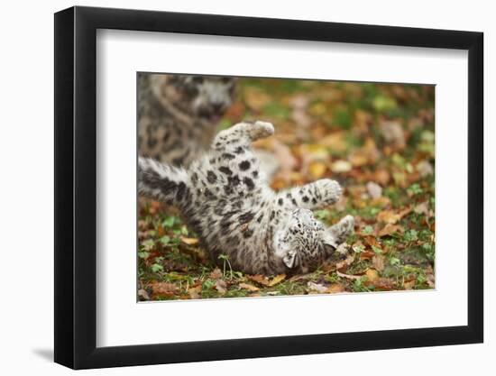 Snow Leopard, Uncia Uncia, Young Animal, Falling, Foliage-David & Micha Sheldon-Framed Photographic Print