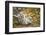 Snow Leopard, Uncia Uncia, Young Animal, Falling, Foliage-David & Micha Sheldon-Framed Photographic Print