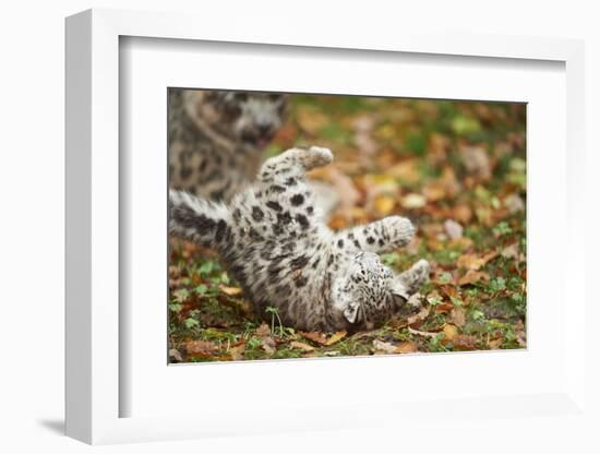 Snow Leopard, Uncia Uncia, Young Animal, Falling, Foliage-David & Micha Sheldon-Framed Photographic Print