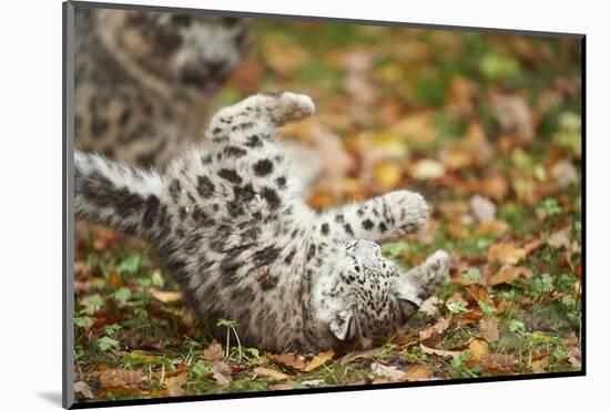 Snow Leopard, Uncia Uncia, Young Animal, Falling, Foliage-David & Micha Sheldon-Mounted Photographic Print