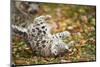 Snow Leopard, Uncia Uncia, Young Animal, Falling, Foliage-David & Micha Sheldon-Mounted Photographic Print