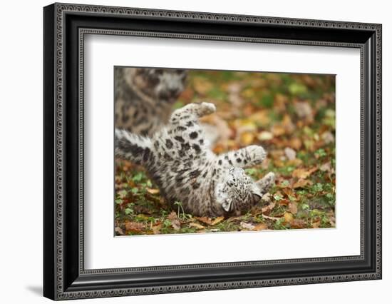 Snow Leopard, Uncia Uncia, Young Animal, Falling, Foliage-David & Micha Sheldon-Framed Photographic Print