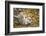 Snow Leopard, Uncia Uncia, Young Animal, Falling, Foliage-David & Micha Sheldon-Framed Photographic Print