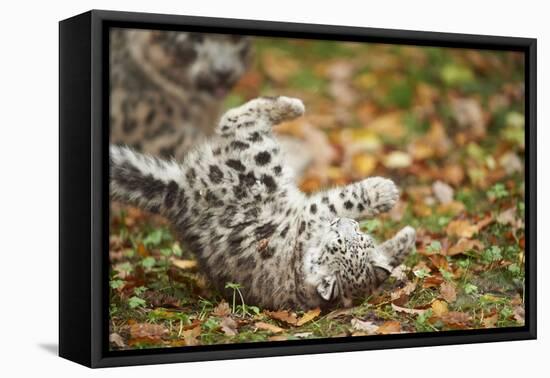 Snow Leopard, Uncia Uncia, Young Animal, Falling, Foliage-David & Micha Sheldon-Framed Premier Image Canvas