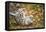 Snow Leopard, Uncia Uncia, Young Animal, Falling, Foliage-David & Micha Sheldon-Framed Premier Image Canvas