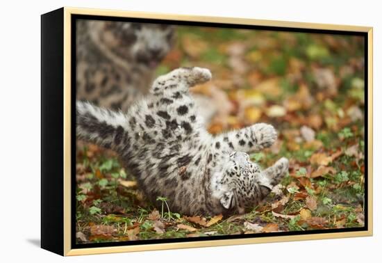 Snow Leopard, Uncia Uncia, Young Animal, Falling, Foliage-David & Micha Sheldon-Framed Premier Image Canvas