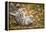 Snow Leopard, Uncia Uncia, Young Animal, Falling, Foliage-David & Micha Sheldon-Framed Premier Image Canvas