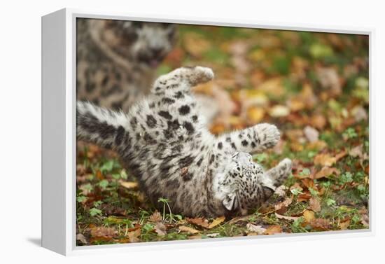 Snow Leopard, Uncia Uncia, Young Animal, Falling, Foliage-David & Micha Sheldon-Framed Premier Image Canvas