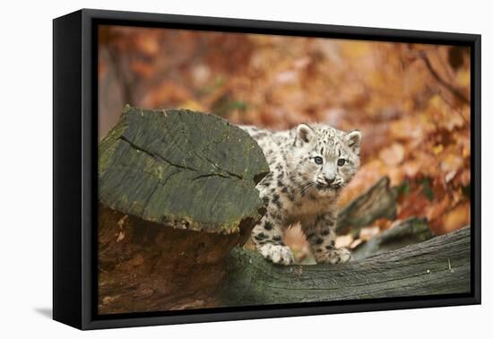 Snow Leopard, Uncia Uncia, Young Animal, Rock, Standing, Trunk, Looking at Camera-David & Micha Sheldon-Framed Premier Image Canvas