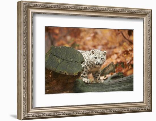 Snow Leopard, Uncia Uncia, Young Animal, Rock, Standing, Trunk, Looking at Camera-David & Micha Sheldon-Framed Photographic Print