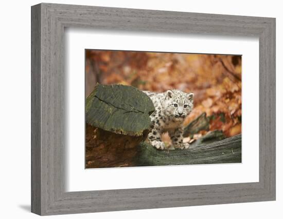 Snow Leopard, Uncia Uncia, Young Animal, Rock, Standing, Trunk, Looking at Camera-David & Micha Sheldon-Framed Photographic Print