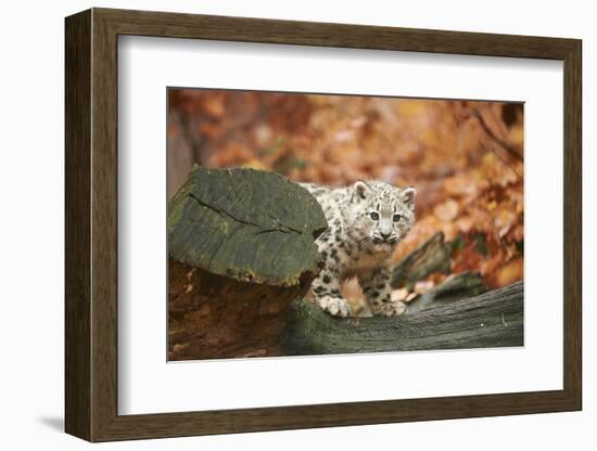 Snow Leopard, Uncia Uncia, Young Animal, Rock, Standing, Trunk, Looking at Camera-David & Micha Sheldon-Framed Photographic Print