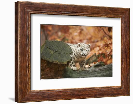 Snow Leopard, Uncia Uncia, Young Animal, Rock, Standing, Trunk, Looking at Camera-David & Micha Sheldon-Framed Photographic Print