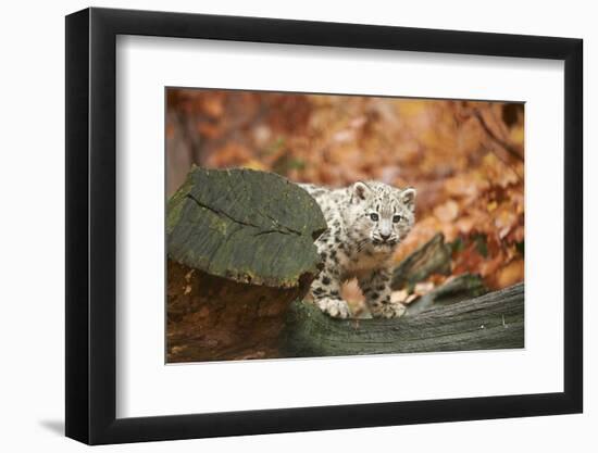 Snow Leopard, Uncia Uncia, Young Animal, Rock, Standing, Trunk, Looking at Camera-David & Micha Sheldon-Framed Photographic Print