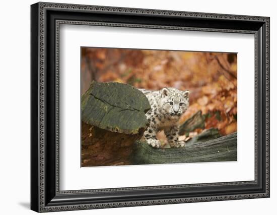 Snow Leopard, Uncia Uncia, Young Animal, Rock, Standing, Trunk, Looking at Camera-David & Micha Sheldon-Framed Photographic Print