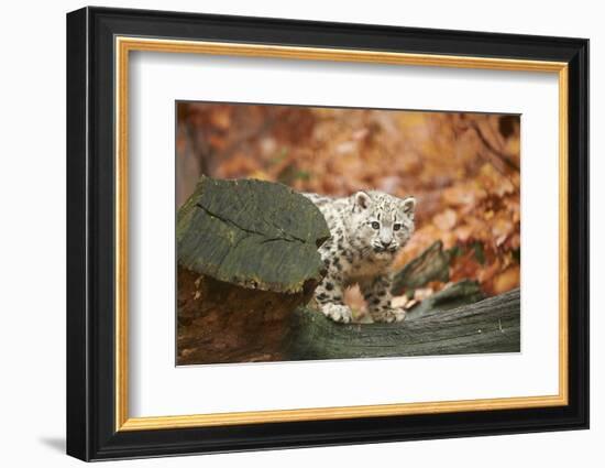 Snow Leopard, Uncia Uncia, Young Animal, Rock, Standing, Trunk, Looking at Camera-David & Micha Sheldon-Framed Photographic Print