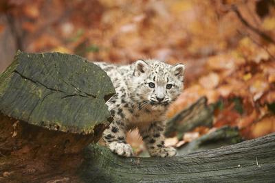 Snow Leopard Uncia Uncia Young Animal Rock Standing Trunk Looking At Camera Photographic Print David Micha Sheldon Art Com Snow Leopard Uncia Uncia Young Animal Rock Standing Trunk Looking At Camera Photographic Print David Micha Sheldon Art Com