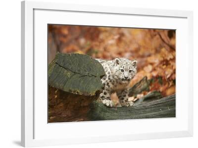 Snow Leopard Uncia Uncia Young Animal Rock Standing Trunk Looking At Camera Photographic Print David Micha Sheldon Art Com Snow Leopard Uncia Uncia Young Animal Rock Standing Trunk Looking At Camera Photographic Print David Micha Sheldon Art Com