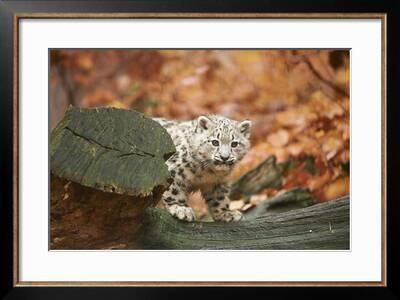 Snow Leopard Uncia Uncia Young Animal Rock Standing Trunk Looking At Camera Photographic Print David Micha Sheldon Art Com Snow Leopard Uncia Uncia Young Animal Rock Standing Trunk Looking At Camera Photographic Print David Micha Sheldon Art Com