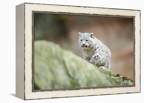 Snow Leopard, Uncia Uncia, Young Animal, Rock, Walking, Frontal-David & Micha Sheldon-Framed Premier Image Canvas