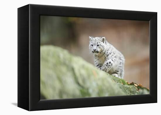 Snow Leopard, Uncia Uncia, Young Animal, Rock, Walking, Frontal-David & Micha Sheldon-Framed Premier Image Canvas