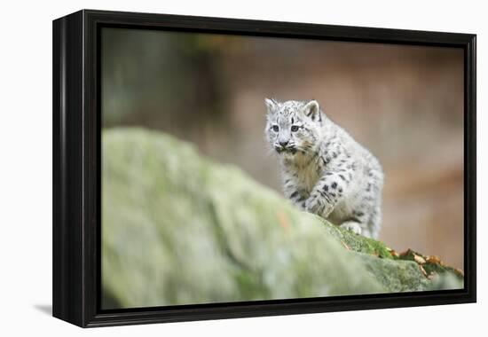 Snow Leopard, Uncia Uncia, Young Animal, Rock, Walking, Frontal-David & Micha Sheldon-Framed Premier Image Canvas