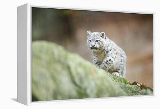 Snow Leopard, Uncia Uncia, Young Animal, Rock, Walking, Frontal-David & Micha Sheldon-Framed Premier Image Canvas