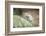 Snow Leopard, Uncia Uncia, Young Animal, Rock, Walking, Frontal-David & Micha Sheldon-Framed Photographic Print