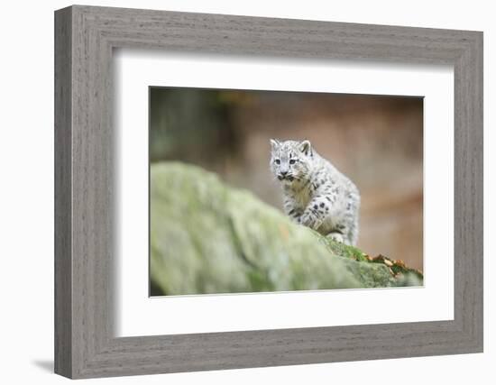 Snow Leopard, Uncia Uncia, Young Animal, Rock, Walking, Frontal-David & Micha Sheldon-Framed Photographic Print