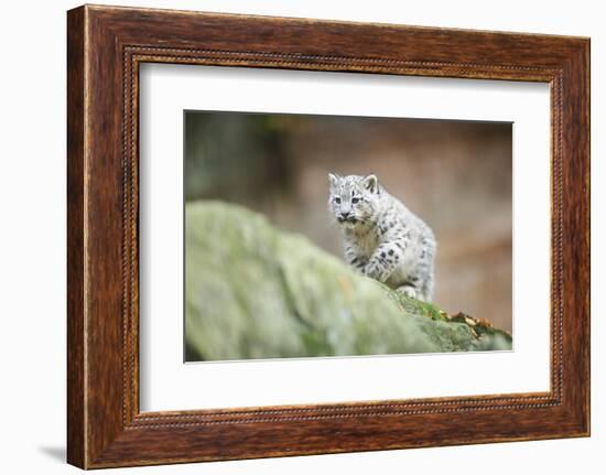 Snow Leopard, Uncia Uncia, Young Animal, Rock, Walking, Frontal-David & Micha Sheldon-Framed Photographic Print