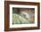 Snow Leopard, Uncia Uncia, Young Animal, Rock, Walking, Frontal-David & Micha Sheldon-Framed Photographic Print