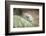 Snow Leopard, Uncia Uncia, Young Animal, Rock, Walking, Frontal-David & Micha Sheldon-Framed Photographic Print