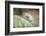 Snow Leopard, Uncia Uncia, Young Animal, Rock, Walking, Frontal-David & Micha Sheldon-Framed Photographic Print