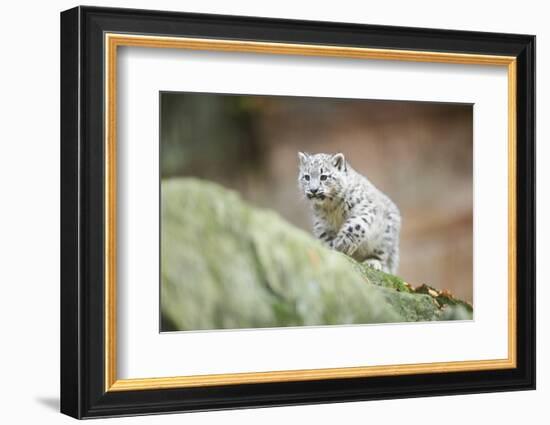 Snow Leopard, Uncia Uncia, Young Animal, Rock, Walking, Frontal-David & Micha Sheldon-Framed Photographic Print