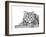 Snow Leopard (Variant 1)-Sharon Turner-Framed Art Print